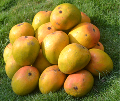 Buy Alfanso Mangoes in hubli