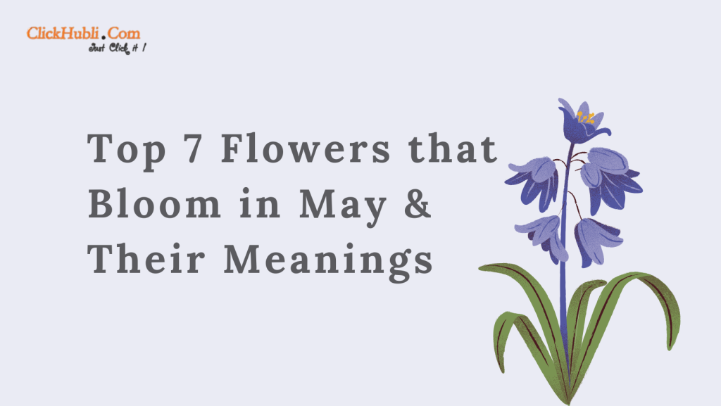 Top 7 Flowers Found in May and Their Meanings