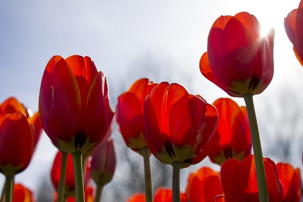 anniversary flowers for loved ones