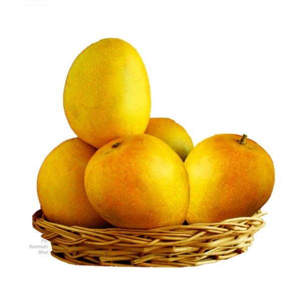 Alphonso Mangoes 6pcs in Basket